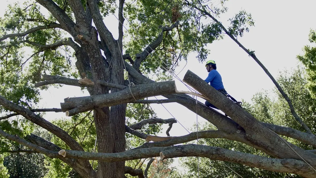 Professional Crown Thinning performed by certified arborists in Odessa