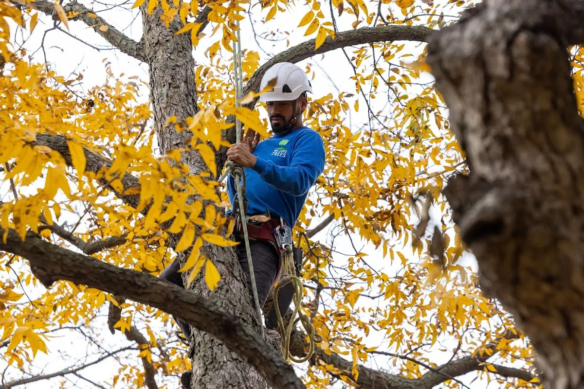 Skilled Tree Trimming crew working in Odessa